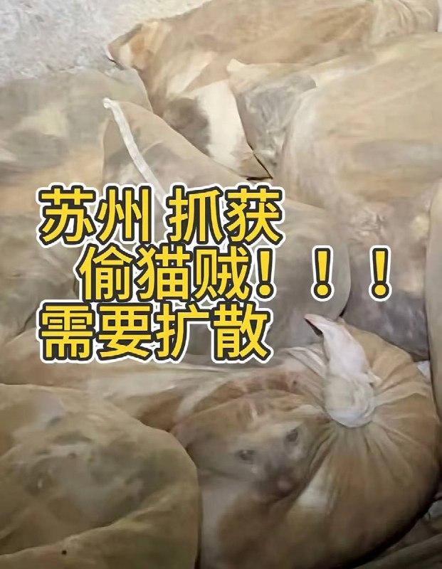 7月9日，江苏省苏州吴中区胥口镇马舍农贸市场，爱宠人士经过多日蹲守，截获捣毁了苏州偷猫团伙窝点，现场麻袋装着大量猫咪查看原文7月9日，江苏省苏州吴中区胥口镇马舍农贸市场，爱宠人士经过多日蹲守，截获捣毁了苏州偷猫团伙窝点，现场麻袋装着大量猫咪查看原文