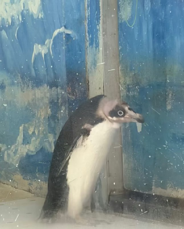 “湛江寸金，地狱动物园”成人票40元的小型动物园，园区狭窄拥挤、恶臭弥漫，玻璃污浊不堪，动物活动空间肮脏混乱，几乎没有基本管理