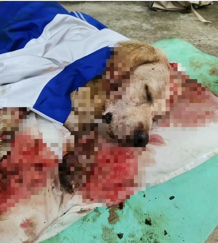 网友投稿：血腥警告！！湖南郴州安仁三中发生虐狗事件校领导和保安将一条拉布拉多棒杀于学校，在认为已死之后还将“尸体”踹入臭水沟