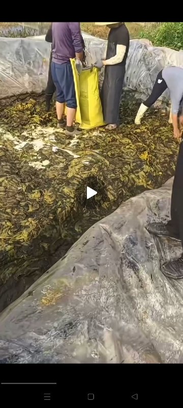 “味真足”6月6日，湖北网友再次爆出酸菜行业的乱象，视频显示，在一处酸菜腌制池内，有工人赤脚，也有工人穿运动鞋直接进入池中收集酸菜