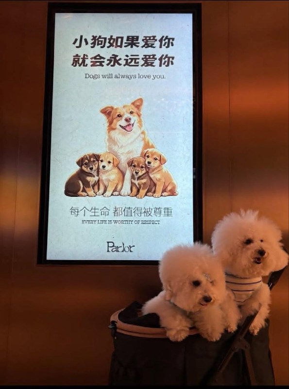 【广东揭阳旺旺】“小狗如果爱你，就会永远爱你”7月24日，西安南飞鸿乐荟中心，也出现了声援旺旺、动物保护的广告牌和大屏