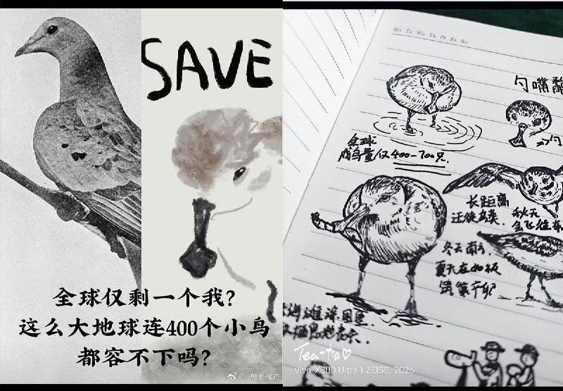 近日，广西北海市西场镇修建公路，但该公路直接穿越全国一级保护动物勺嘴鹬的栖息地，据了解，目前勺嘴鹬全球仅存约600只