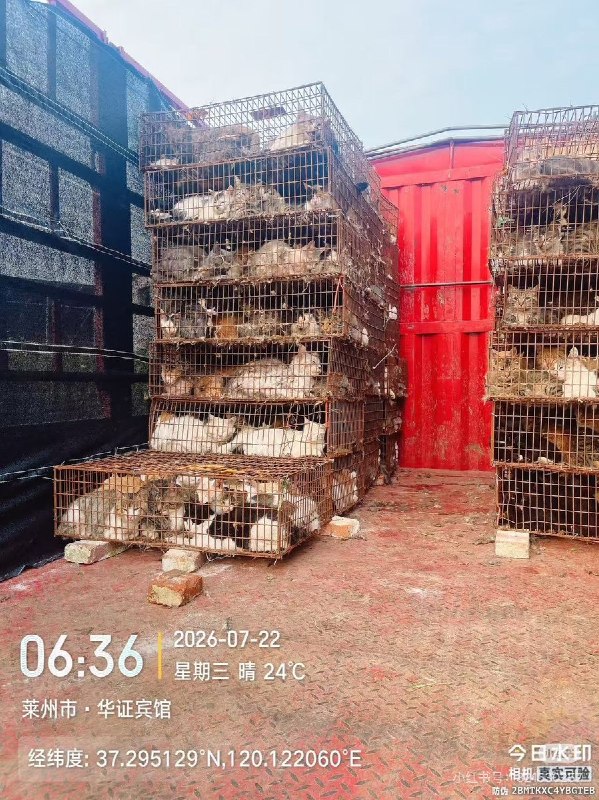 7月22日，山东莱州，一辆装载约六七百只猫的货车被动物救助志愿者拦下