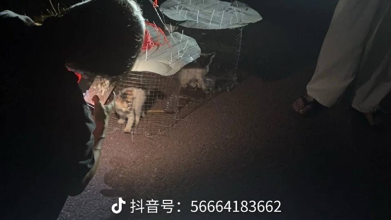 6月10日，据国内媒体报道，广州黄埔区真理公园内有3只幼猫被关在笼中并悬挂于树顶
