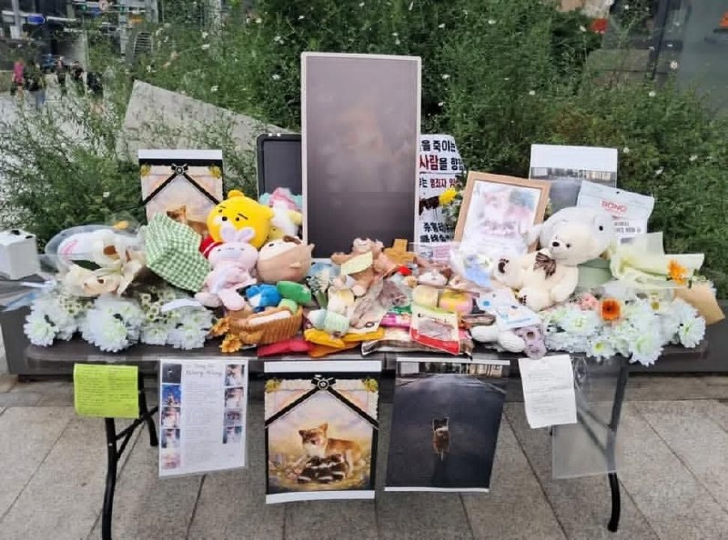 7月25日，韩国动物权益团体“CARE”及部分民众在首尔中央邮局前（明洞站附近）举行集会，抗议近期在中国发生的虐待、虐杀流浪猫及“旺旺”事件
