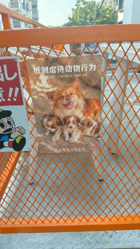 【广东揭阳小狗旺旺】7月28日，一名网友在老家一家不起眼的小咖啡馆内发现，店内张贴了多张反虐待动物海报，声援遭虐待的母犬“旺旺”