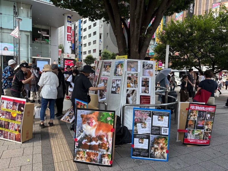 日本街头，热心网友们声援广东揭阳流浪小狗“旺旺”查看原文📝 引用推文:近日，广东揭阳流浪狗“旺旺”遭虐杀事件持续引发关注