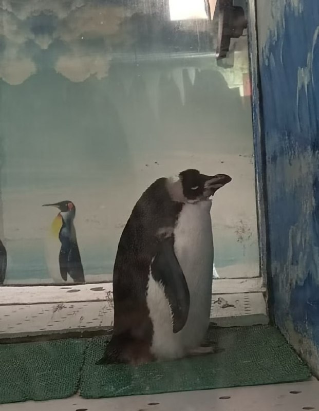 “湛江寸金，地狱动物园”成人票40元的小型动物园，园区狭窄拥挤、恶臭弥漫，玻璃污浊不堪，动物活动空间肮脏混乱，几乎没有基本管理