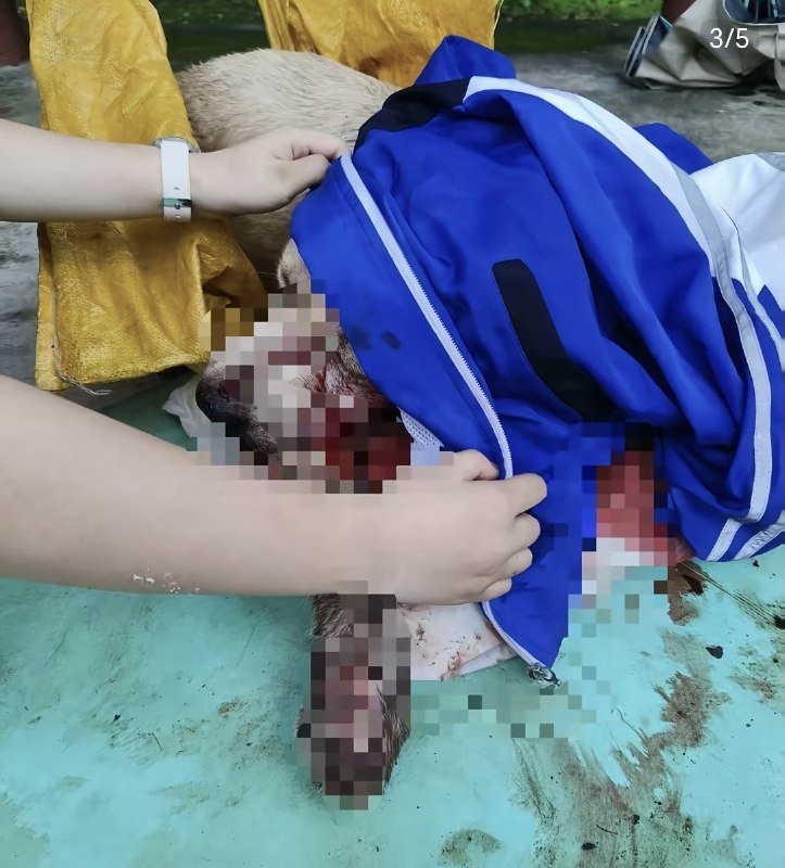 网友投稿：血腥警告！！湖南郴州安仁三中发生虐狗事件校领导和保安将一条拉布拉多棒杀于学校，在认为已死之后还将“尸体”踹入臭水沟