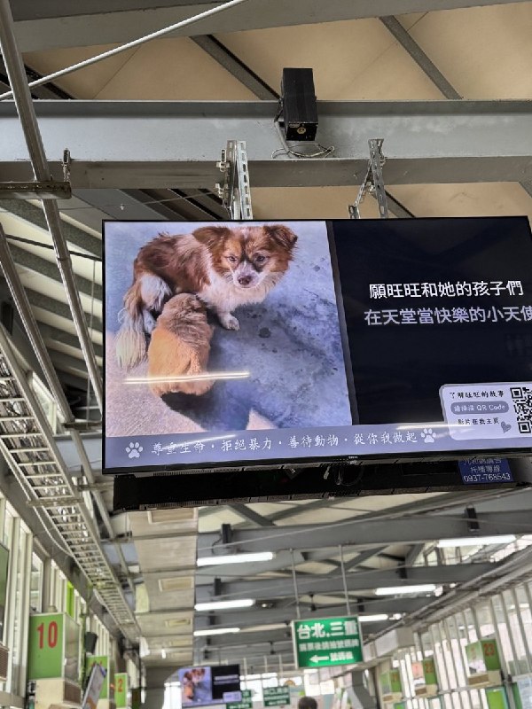 【广东揭阳小狗旺旺】7月27日，有台湾网友发布照片称，善心人士出资在中港转运站投放电子屏广告，声援遭虐待的狗妈妈旺旺及其三只幼犬
