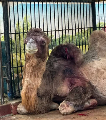 “湛江寸金，地狱动物园”成人票40元的小型动物园，园区狭窄拥挤、恶臭弥漫，玻璃污浊不堪，动物活动空间肮脏混乱，几乎没有基本管理