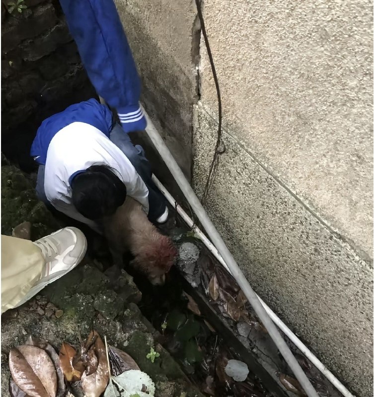 网友投稿：血腥警告！！湖南郴州安仁三中发生虐狗事件校领导和保安将一条拉布拉多棒杀于学校，在认为已死之后还将“尸体”踹入臭水沟
