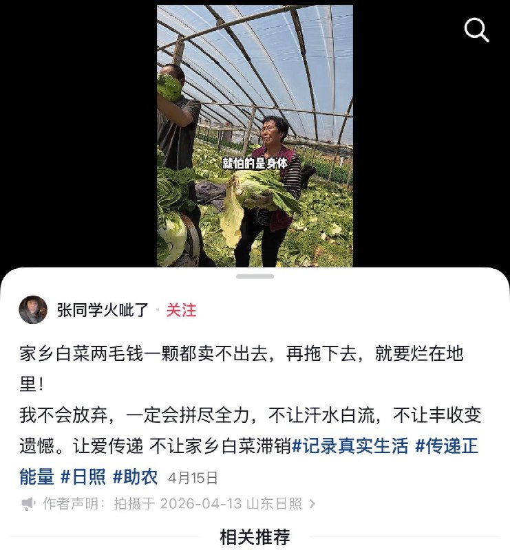 近日，山东大白菜滞销，两毛钱一颗都卖不出去，有些农户只能眼睁睁看着白菜全部烂在地里，或者将其免费送人，因为白菜的采摘成本已经远远高于市场上能卖出去的价格