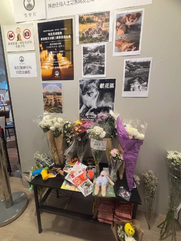 【广东揭阳小狗旺旺】7月25日和26日，香港动物权益协会与圣智院在铜锣湾合办了“再见旺旺”送别会