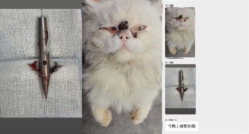 “顶风作案？”6月10日晚，重庆虐狗事件事发地隔壁小区，大石坝华润中央公园，有两名男子手持钉枪射杀猫现场抓住一个被打了一顿，目前据说已经被带到派出所，网友称另外一个虐猫者逃跑了查看原文“顶风作案？”6月10日晚，重庆虐狗事件事发地隔壁小区，大石坝华润中央公园，有两名男子手持钉枪射杀猫现场抓住一个被打了一顿，目前据说已经被带到派出所，网友称另外一个虐猫者逃跑了查看原文